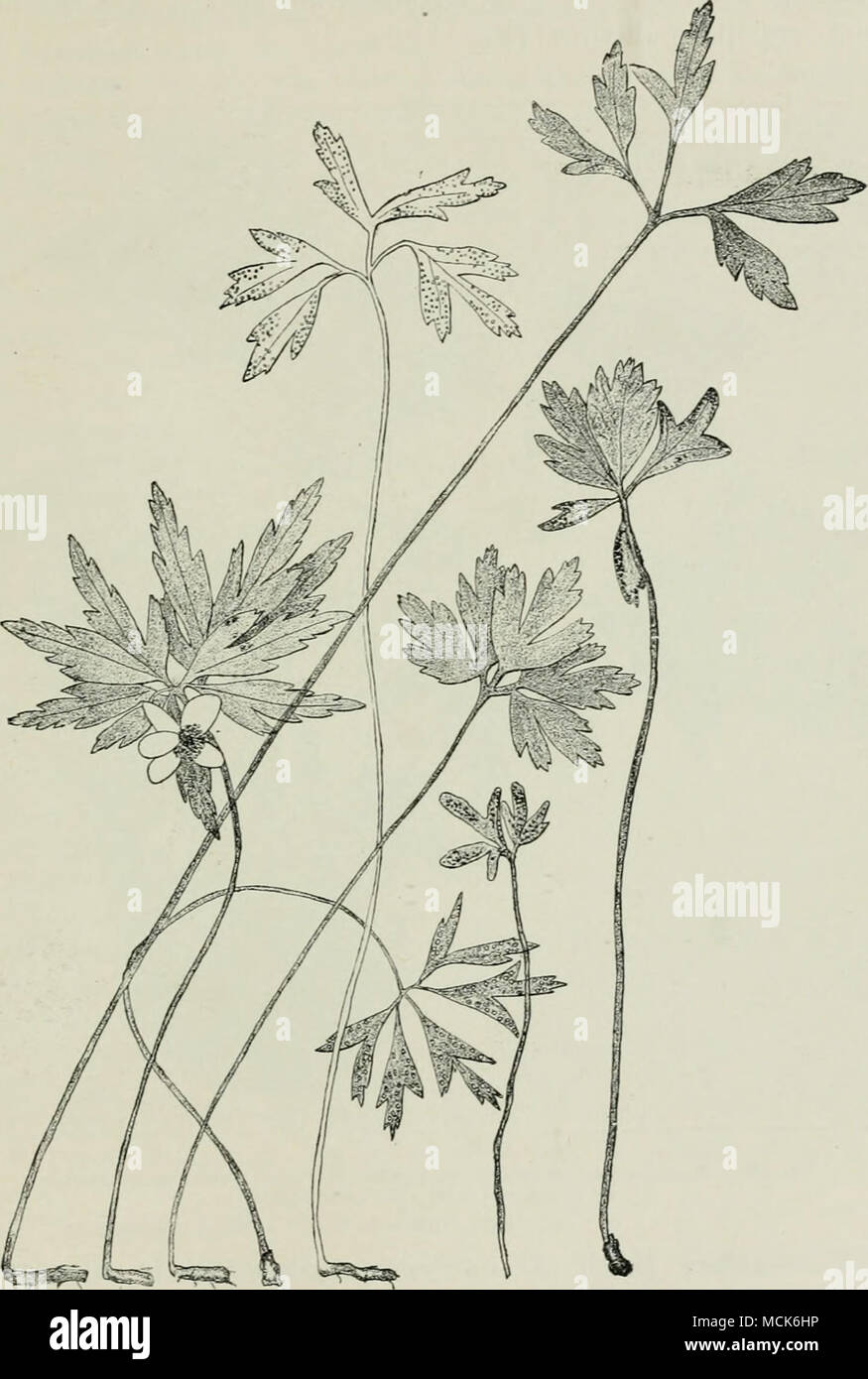 . Fig. 190.—Anemov.e-Rv.sl. 2 and 3, Normal pUmts of Anemone ranv.ncv.loid.es. 4, A'cidiuiii punctatuiii on Anemone ranuncuioides ; aecidia on the lower surface of the leaf; the plants are abnormally elongated, and the leaf-segments are smaller. 6 and 7, Pv.ccinia j'usca on Anemone nemorosa ; the plants rem lin small, 6 is completely deformed, 7 partially. 1 and 5, Aecidium lev.cosiwmum on An-mune nemorosa; the plants are abnormally elongated and the leaf-segments smaller, (v. Tubeuf del.) Stock Photo