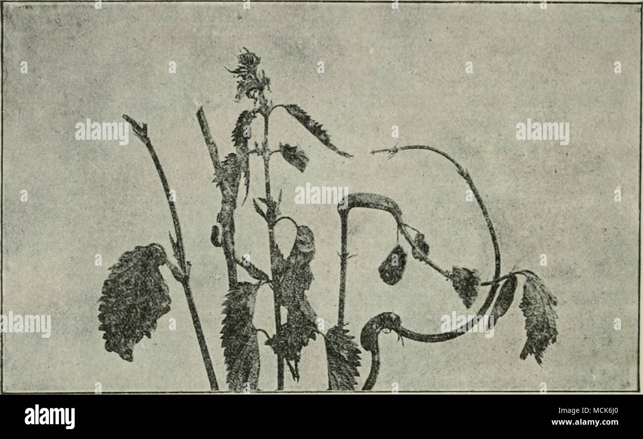 . Fig. 1S5.—Paccinia co.ricis on Stingiiuj JS'cttU. The aecidial cushions have caused swelling and distortion of stems and leaf-stalks, also swollen outgrowths on the leaves, (v. Tubeuf phot.) Klebahn and Magnus believe that there is a Fuccinia on Carex acuta and C. Goodenoughii related to an Accidium on Hibcs Grossularia, H. ruhrum, and B. aurcnm ; also a Fuccinia on Carer, riparia with an Accidium on Rdjcs nigrum. On this account Klebahn ^ distinguishes Fucc. caricis i., ii., and in., agreeing respectively with F. Fringsheimiana Kleb., F. caricis (Schum.), and F. Magnusii Kleb. P. Schoeleria Stock Photo
