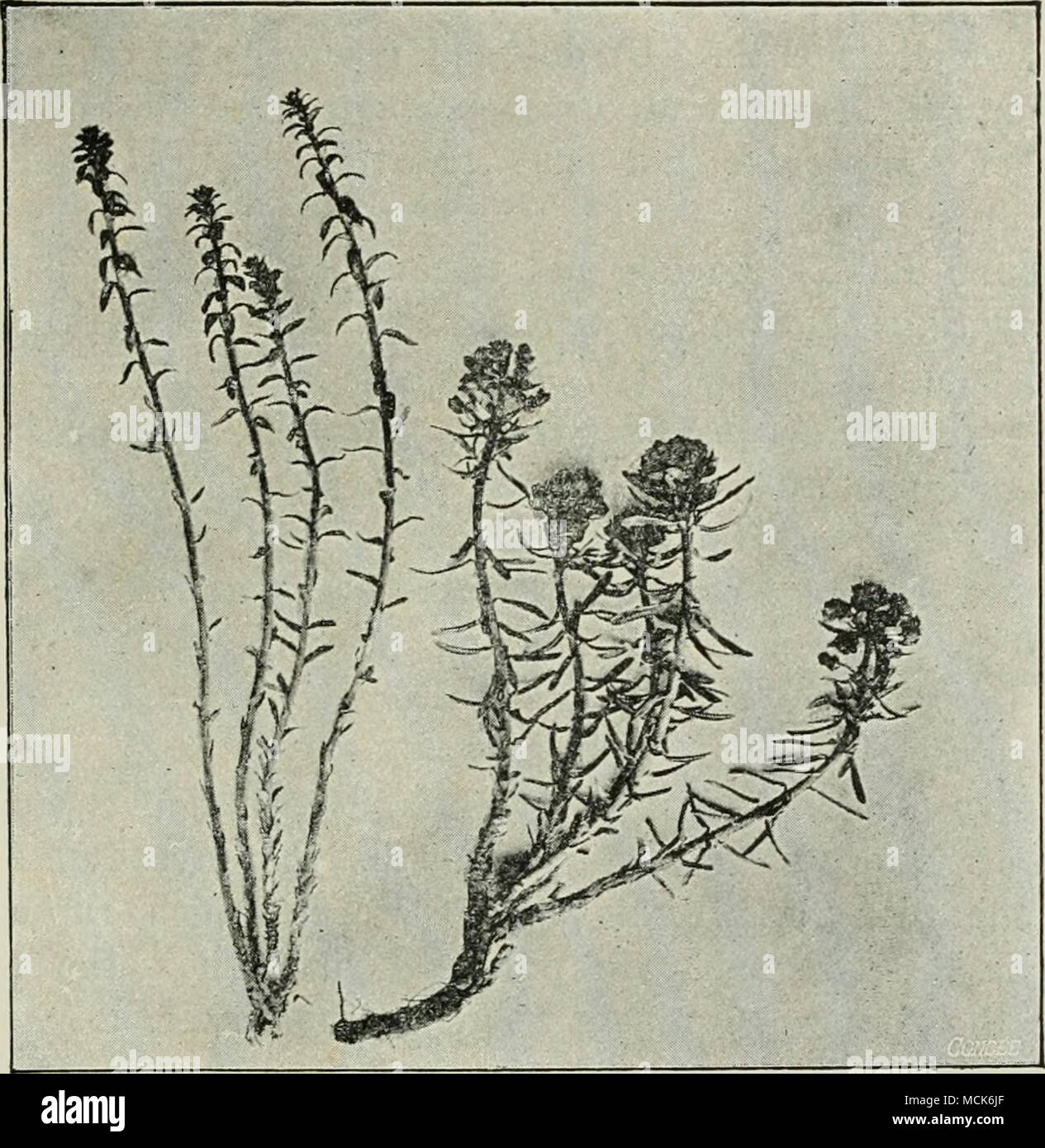 . Fig. 180. — Uromycei pisi. Comparison of liealthy flowei-ing plant of Euphorbia Ci/parissias, with a much-elongated, non-flowering plant bearing aecidia of Pea- rust, (v. Tubeuf phot.) corte.K and pith, while at the same time those of the cortical parenchyma become somewhat enlarged and altered in shape; the woody portion is less developed than normally; and laticiferous tubes are neither so large nor so conspicuous as usual. The aecidia of this species are found only on the lower surface of the leaf; they are saucer-shaped, and have a broad lobed white margin. Stock Photo