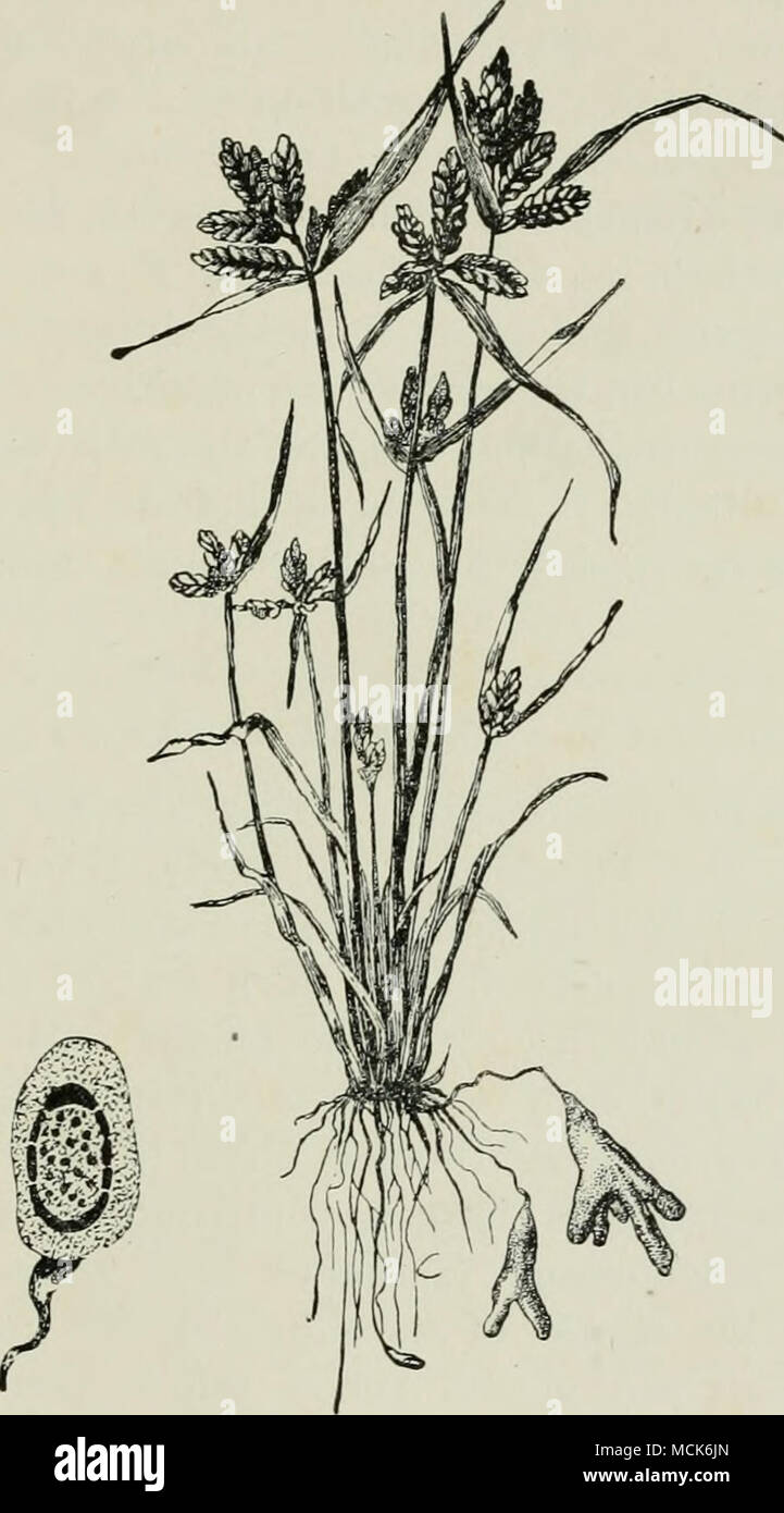 . Fig. 179.—Scydmia cypericola on Cyperus jlavescens. Several roots show palmately- divided swellings. Isolated sjjore. (After Magnus.) Tuberculina persicina Ditm. The lilac-coloured spores are found on aecidia of Peridcrmium ^j^mw and other aecidial forms, also on some species of Caeoma.} (Britain and U.S. America.) 1 Plowright {British Ustikiffineae) gives al.so Aec. asperifolii, Aec. tussilaginisy and Roestelia lacerata as hosts. Stock Photo
