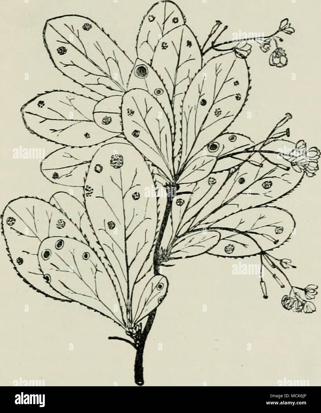 . Fig. 183.âPuccinia (/raminis {Aecidium herheridis) on Berberis convmunis. The lowest leaf and two others are seen on the upper surface, and show red spots with light margins, in which the pycnidia are embedded. The other leaves show the under surface with patches of aecidia. (v. Tubeuf del.) to their neighbours to form the peridium. Diseased portions of leaves become considerably thickened. The cells of the single layer of palisade parenchyma are abnormally elongated, and the intercellular spaces of the spongy parenchyma, instead of being large, are small and filled with mycelium. The aecidi Stock Photo