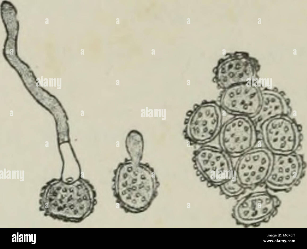 . Fici. 178.—Sorosporiuni saponario.e (var. Li/chnidis diolcae.) Matui'e spore-mass, and spores germinating. (After Woronin.) promycelium from the apex of which a single conidium is produced. Thecaphora lathyri Klihn. Spore-balls formed in the seeds of Lathyrus jJ7Y^i!c7/.s/.s, and escaping as a brown powder on dehiscence of the pods. The spores germinate in water with formation of a promycelium bearing a single apical conidium, which produces a hypha, but never secondary conidia. In nutritive solutions the spores produce a mycelium from which conidia are continuously given off. Th. hyalina Fi Stock Photo