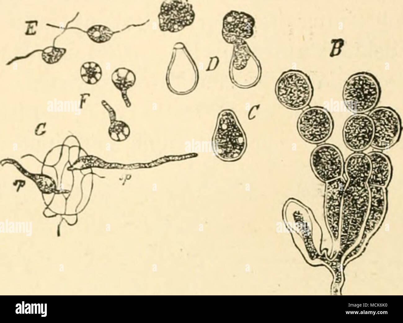 . Fig. 31.âCi/Ktopus caHdiihtn. B, Conidiophores isolated from the cushion ; the conidia or sporangia are united by intermediate cells. C, Sporangia breaking up to form swarm-spores. D, Swarm-spores escaping, is', Swarm-spores in motile condition. /â ', Swarm-spores come to rest and germinating. G, Two germ-tubes entering a stoma of Lepidium sativum; the stoma is shown from the inside, so that the spores from which the germ-tubes arise are pn the outer surface and unseen. (After iJe Bary.) Stock Photo