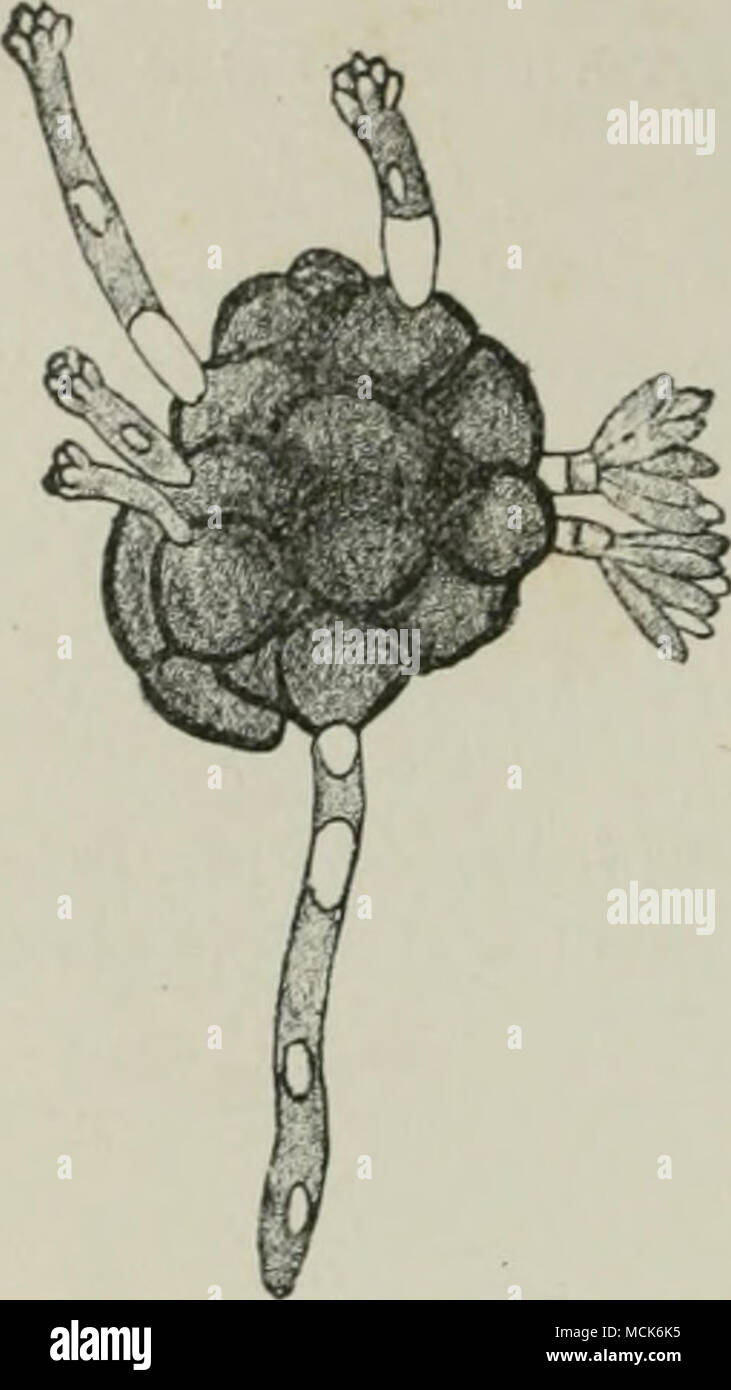 Fungal interactions hi-res stock photography and images - Alamy