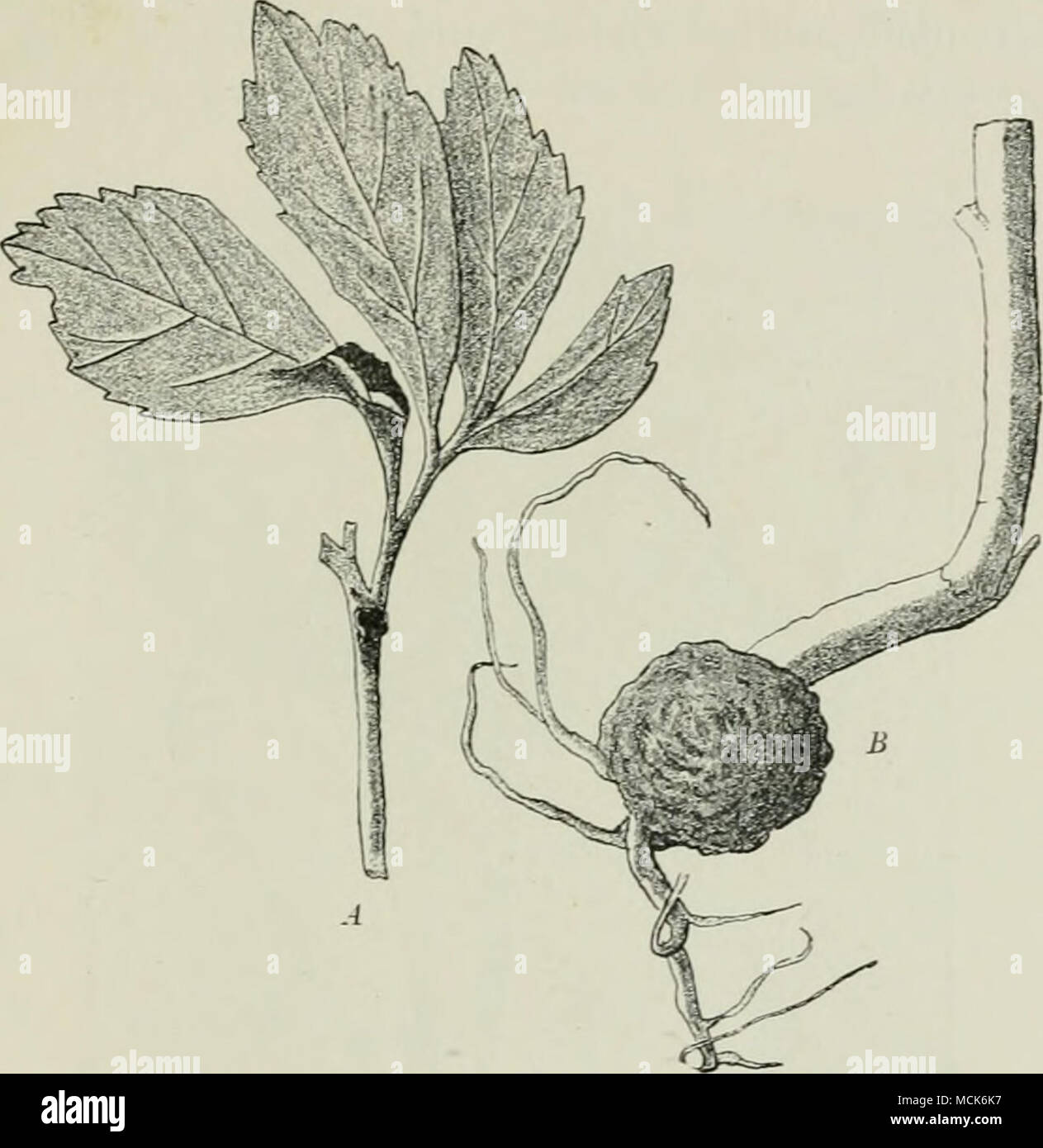 . Fig. 173.—A, Urocyitu anemones on Hellebore. Spore-patches on stalk and mid-rib. (v. Tubeuf del.; specimen from Herr Schnabl of Munich.) B, Urocystis Leimbachii (U. anemones), causing swelling at base of stem of Adonis oAStivo.lis. (v. Tubeuf del.; specimen from Prof. Stahl of Jena.) U. violae (Sow.). (Britain and U.S. America.) The deforma- tions induced by this brand are not uncommon on Viola odorata in gardens, also on V. tricolor, V. ladcnsis, and V. hirta. Its presence is shown externally by the marked thick- ening and malformation of leaf-petioles, runners, leaves, and fruit-stalks (Fi Stock Photo