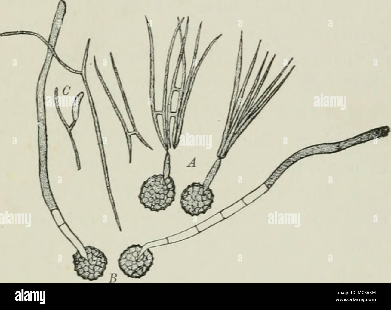 . Fig. 167. — Titletia tritici. A, Two spores germinated in moist air; a short promycelium is developed, and bears a crowu of conidia (sporidia), several of which have fused in pairs. Fushion of conidin, germination, and development of a secondary conidium, C, are also shown. B, Two spores germinated in water with promycelia which elongate till the water surface is reached, where they form sporidia; the . promycelia are septate and the plasma passes over into the Fio. Ib6. — TiUetia triUci. younger cells, (v. Tubeuf del.) Stinking-smut of Whecit. Ear of wheat with smut-grains indi- cated black Stock Photo