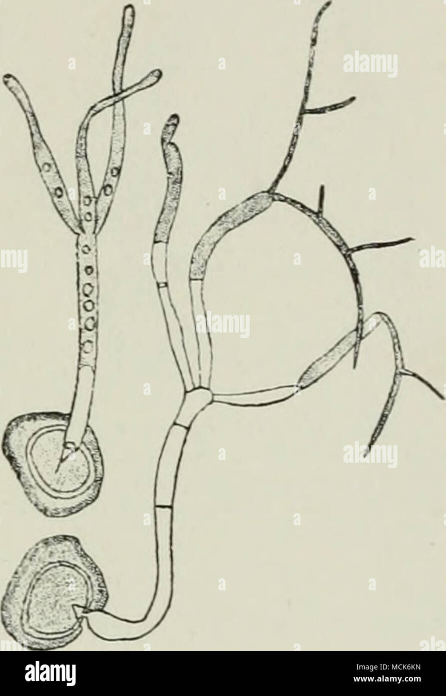 . Fig. 170.—Entytoiua Magnusii. Germin- ated spores; the promycelium of one shows a whorl of three branches with apices elongating to fonn germ-tubes; the other shows two, out of three, germ-tubes giving off branched sporidia (conidia). (After Woronin.) E. leproidum Trab.'- Oedomyces leproides (Sacc.)]. Diseased beet-root exhibits irregular outgrowths, which enclose spaces filled with the brown spore-powder of this fungus. E. nympheae (Cunningham) Setch.^ on various species of Nymphea in America, Africa, and Europe. Melanotaenium/ Spores unicellular in patches on an intercellular mycelium lyi Stock Photo