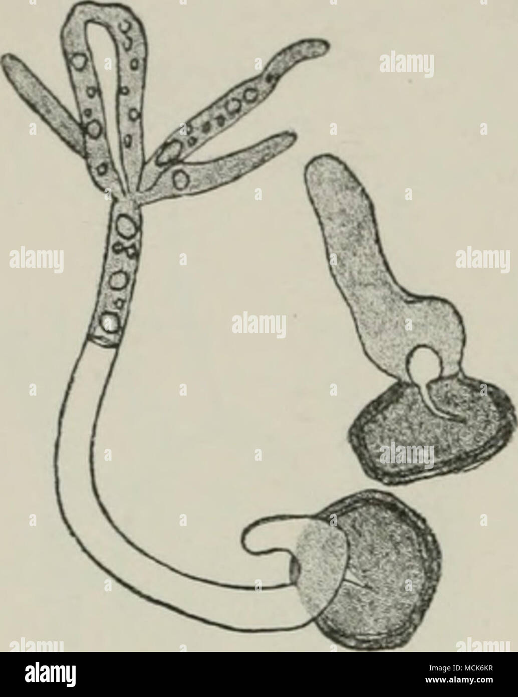 . Fig. 171.—Mtladotoxnivi,i endor/enum. Germinating spores. Cue has already produced a promycelium with a whorl of five branches, of which two have fused. (After Woronin.) Urocystis. Spores massed into balls, consisting of several spores sur- rounded by smaller companion-cells incapable of germination. The central spores are clearly distinguished from the others by their larger size, darker colour, and thicker coat. The balls of spores are developed inside coils of hyphae, which become entwined together and swell up in a gelatinous manner. The central spores on germination give rise to a promy Stock Photo