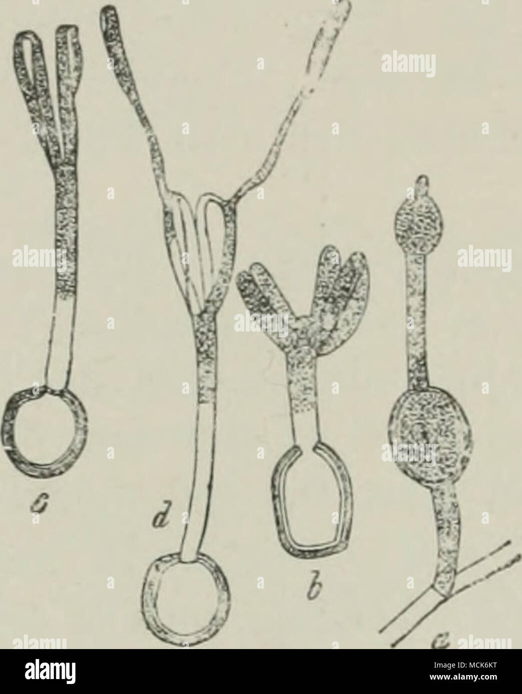 . These do not produce conidia on the host-plant: E. thalictri Schroet. on Thalictrum minus (U.S. America). E. verruculosum Pass, on Rununcxdus lanuginosvs. E. Fischeri Thiim. on Stenactis bellidi- ^ora. E. chrysosplenii (Berk, et Br.) on C'hri/sospleniam alternifolium (Bi'itain). E. linariae Schroet. on Linaria vulgaris (U.S. America). E. picridis Eostr. on Picris hieracoides. E. eryngii (C'orda) on Eryngium planvm and E. campestre. Calendula, Hieraci^im, Arnoseris, Arnica, 168). and Dactylis in Italy. The following produce gall-like swellings : E. microsporum (Ung.) {E. Ungerianum De Bary) ( Stock Photo