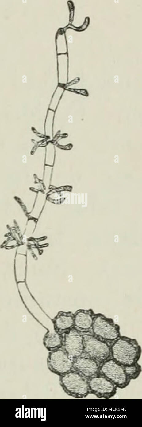 . Fig. 165.—Tolyposporium junci. Spore-mass. One spore has germinated and given off an eight-celled promycelium ; spori- dia are being abjointed in whorls. (After Woronin.) ^Schroeter, Biolorjie, d. Pflanzen, Bd. ii., 1877. U Stock Photo
