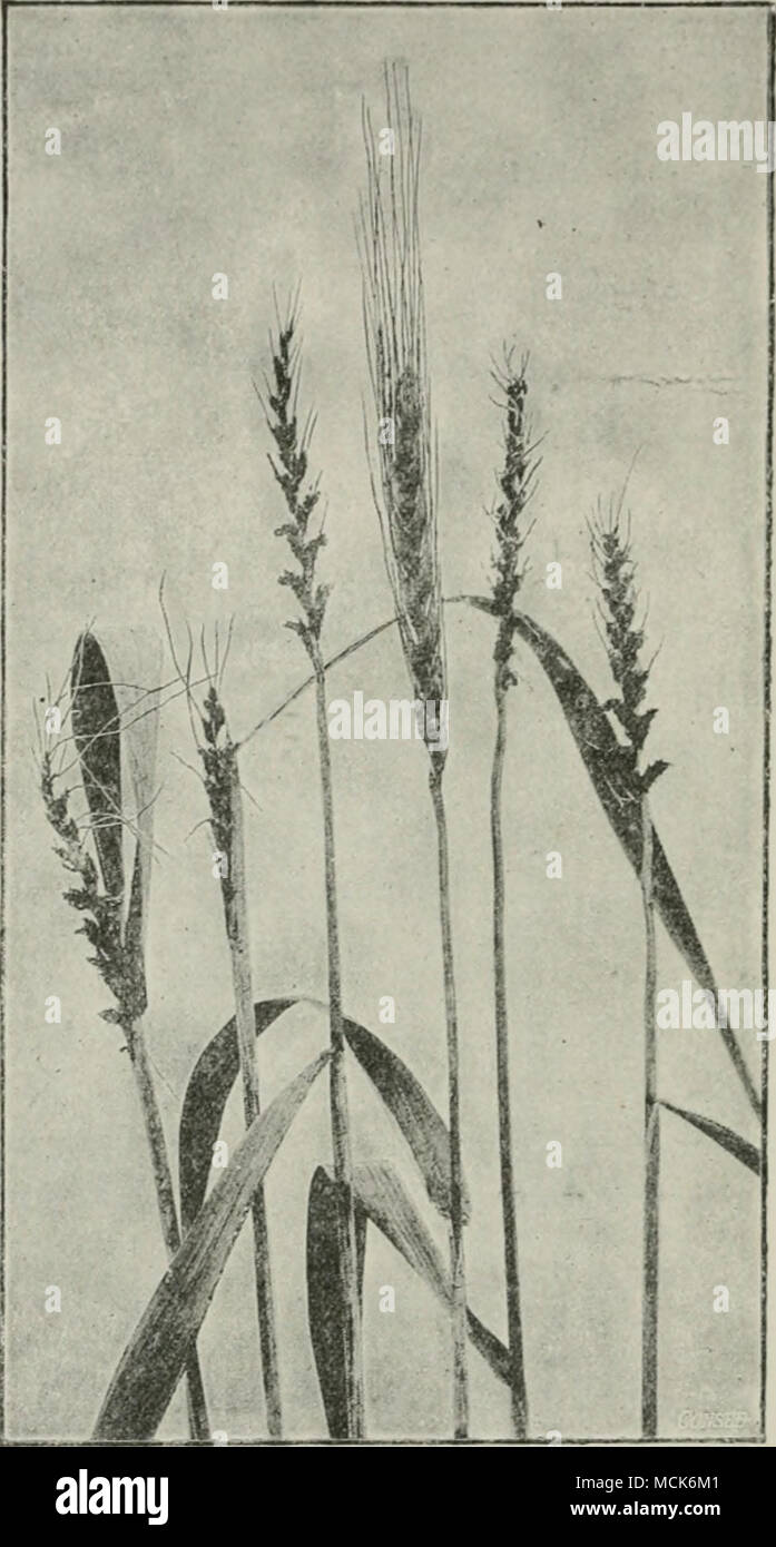 . Fl(!. 160.—Uslilago tritici. Wheat-smut. The central ear is normal and healthy, the others are smutted and most of the spores are already shed, (v. Tubeuf phot.) with a sporogenous mycelium from which arise the spore-masses; these are at first enclosed in whitish coverings consistincr of tissues of the host-plant, but when mature they escape as a black dust or powder. Stock Photo