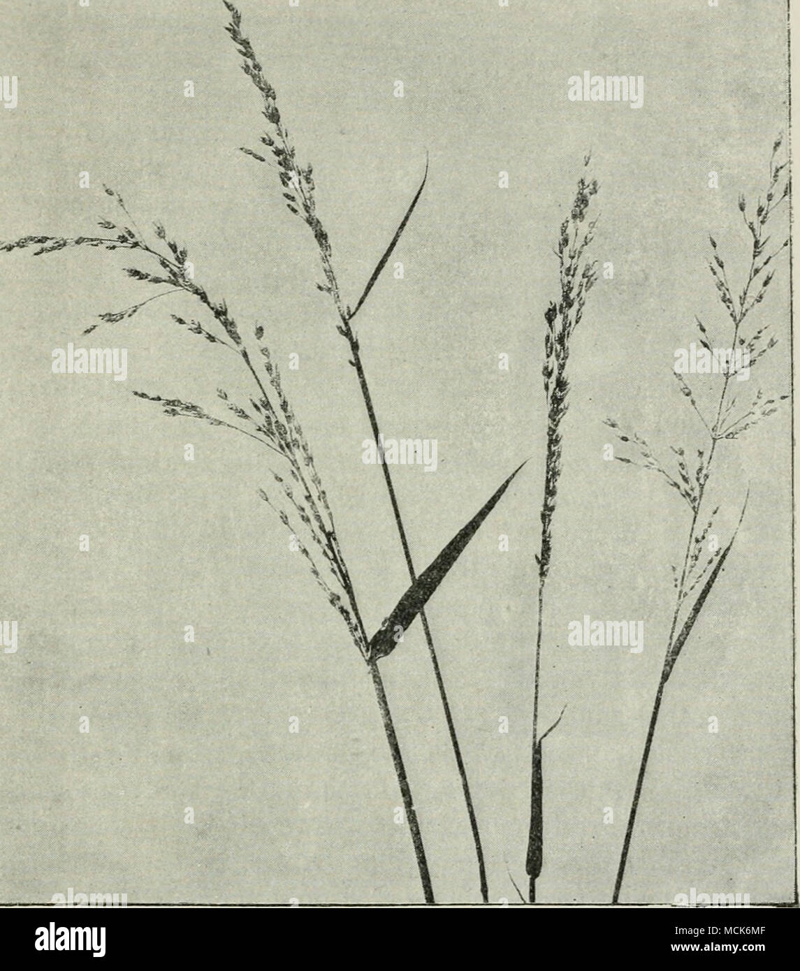 . Fig. 157.—Ustilago perennans on Arrhenatherum elatius (Oat grass). The grains are transformed into black smut-masses; the appearance of the infected spikelets is qviite distinct from that of the healthy one to the right, (v. Tiibeuf phot.) with Brefeld's view, that the fungus is introduced into fields with fresh farmyard manure. Kellermann and Swingle have found a smut on oat.s in America wliicli they distinguish as Ust. avenae var. levis. Ust. Kolleri Wiile. This is another species of oat-smut recently dis- tinguished ; it has smooth spores, and is said to cause even greater damage than Ust Stock Photo