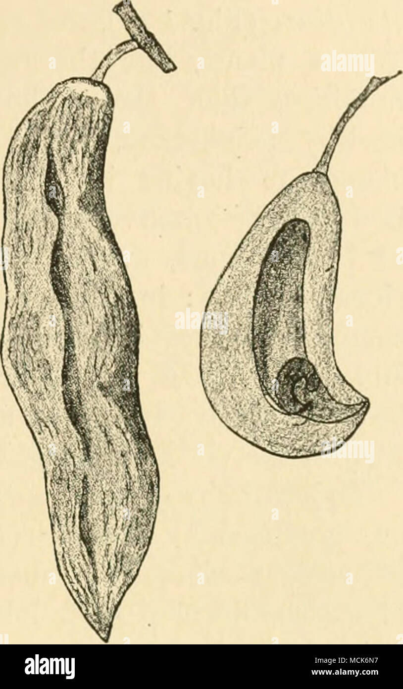 . the ovules become atrophied, whereas the rest of the flower is hypertrophied. Similarly witli fiowers of cowberry deformed Ijy Exohasidiain. 2. Hypertrophy.—Alany para- sitic fungi cause abnormal enlarge- ment or other malformation of plants which they attack. The simplest case of hypertrophy is seen in the enlargement of a uni- cellular plant as a result of an endophytic parasite, ejj. Pi/oho/i/s Kh'inii with Plcufmclirhis. The same example is also the simplest possible case of a gall caused by a plant, and distin- guished by the name of &quot; fungus- galls &quot; or Mycocecidia, from Zooc Stock Photo