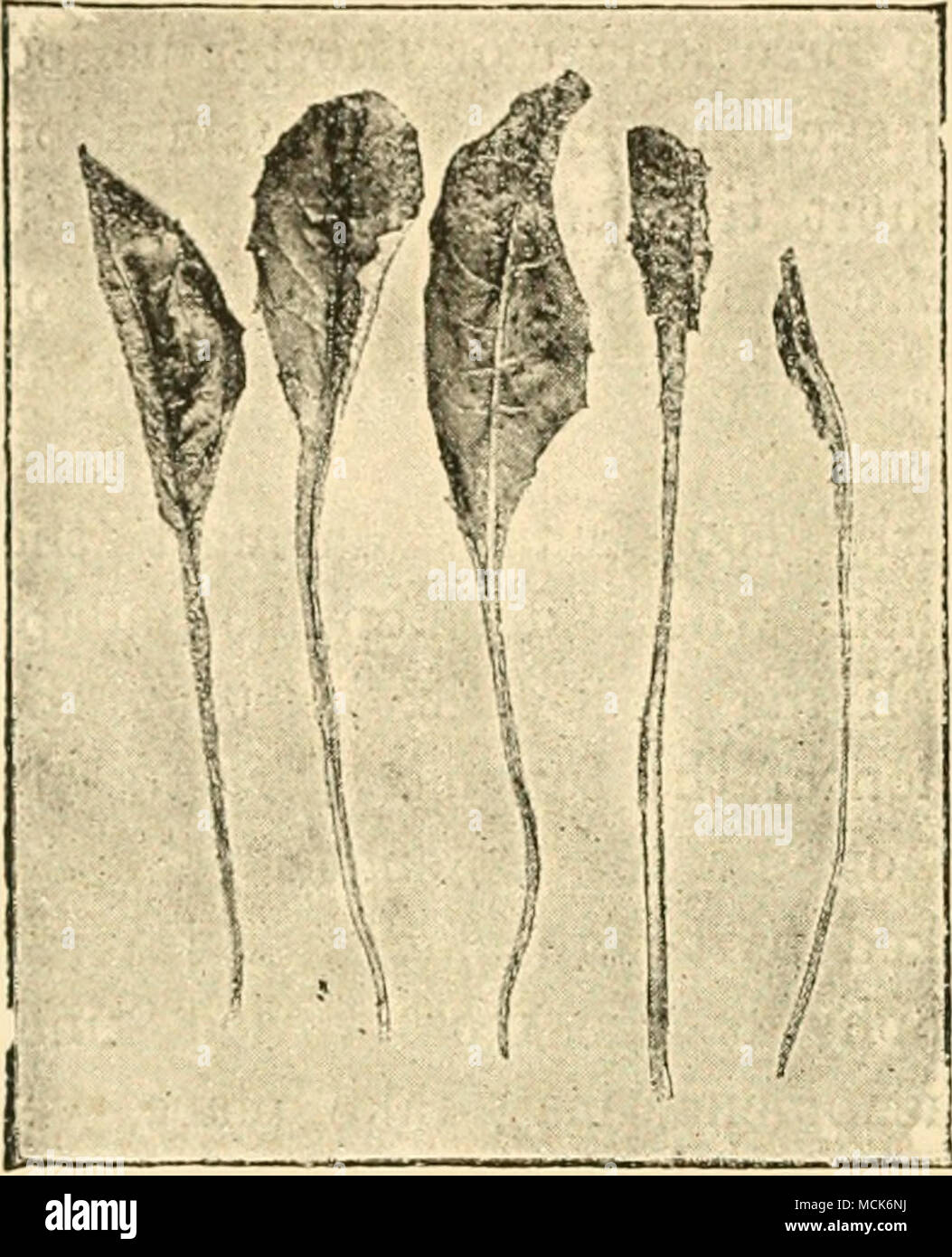 . Fig. 4. — Synchylrium taraxaci. Partial atrophy of laminae of 7'araxacum officinale. About i natural size. (v. Tubeuf phot.) Stock Photo