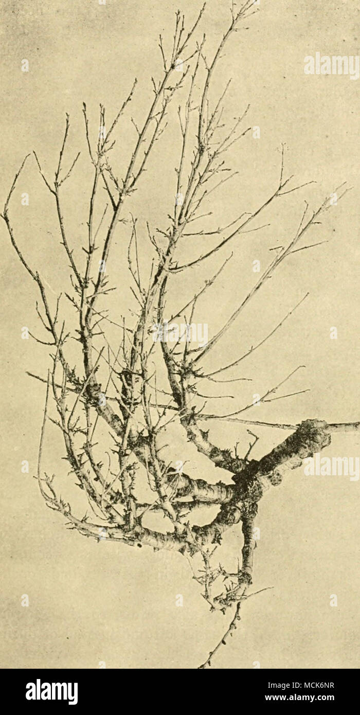 . Fio. li.—E.i-ooscas cerasi. Witches' broom of cherry. The supporting branch is dead from its apex backwards to the seat of an infected lateral bud, which has developed into a witches' broom. On the tree the supporting brunch pointed slightly more downwards than is shewn. J natural size. (v. Tubeuf phot.) Stock Photo
