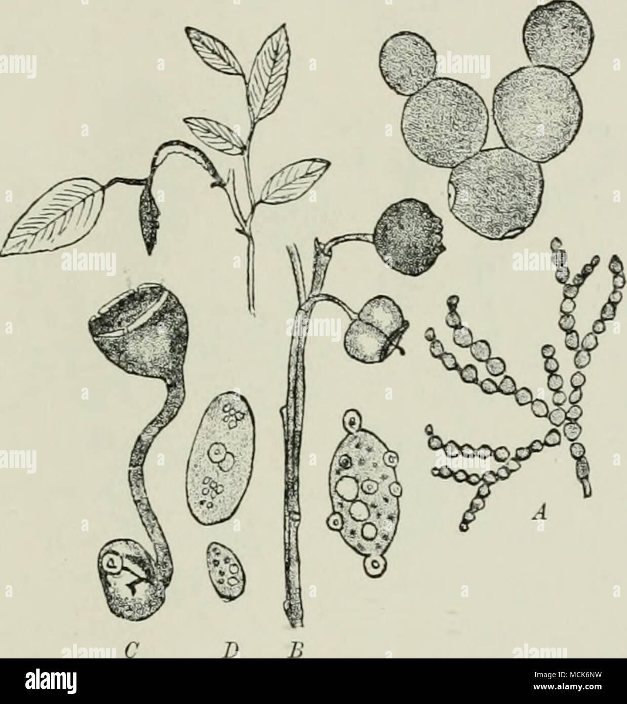 . Fig. 137.—Sclerotinia baecarum on Vo.cciniuin Mi/rtillus. Young shoot of Bilberry with deformed branch bearing white conidial patches on its lower side ; also a withered leaf. A, Conidial chains, and a portion enlarged. B, Shoot with an iipper healthy ripe berry and a lower mummified one. C, Peziza-cip develoi^ed from a sclerotium. D, Ascosijores ; the smaller incajjable of germination, another germinating and giving off sporidia. (After Woronin.) them as food-material.&quot; &quot; Finally, the germ-tubes penetrate between the elements of the outer rind already killed, and there develop to Stock Photo