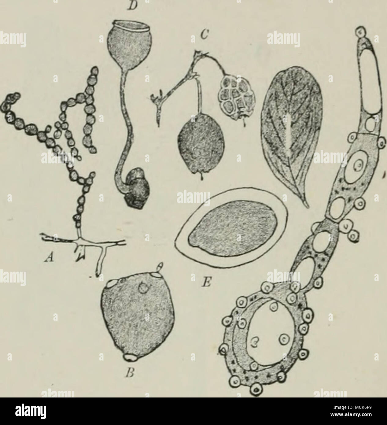 . Fio. 138.—ScUrotinia megalospora on Vaccinium uliginosum. Partially withered leaf with a white conidial cushion on the mid rib. A, Conidial chains produced on a mycelium, resulting from an artificial culture of ascospores in plum-solution. B, Isokited conidium with remains of disjunctors still attached. (', Twig with upper mummified berry. E, Ascospores ; one in its gelatinous envelope, the other giving off a germ-tube and sporidia. (After Woronin.) form of its conidia, and the manner of their germination; in the form of the sclerotium, and the absence of primordia; in the absence of rhizoid Stock Photo