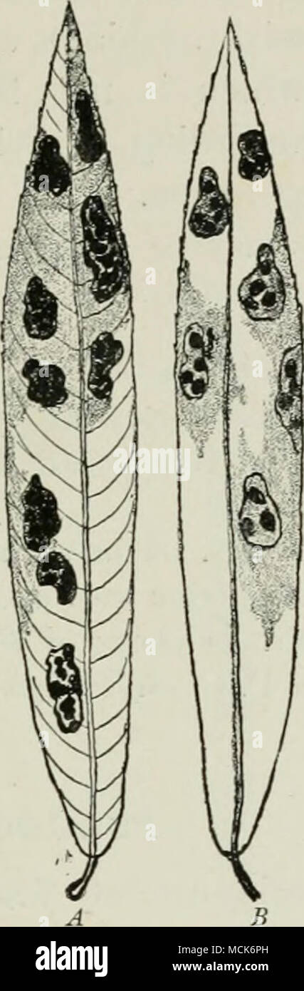 . Fig. 130.—Sections of Maple leaves showing the upper epidermis ruptured by 1, Rhytisma acerinum ; 2, Rhytisnia puncto.ti'.m. Fig. 131.—Rhytisma symmetricuni Mull. Two leaves of Sa.lix purpurea with stromata. A, The upper side. B, The lower side. C, Longitudinal section through the same leaf, showing numerous apothecia on the upper side, fewer on the lower ; the shaded middle part represents leaf-tissue, the remainder is the light fungal stroma in which the darker apothecia are embedded, (v. Tubeuf del.) Rh. salicinum Pers. (Britain and U.S. America). Thickened black wrinkled spots appear fre Stock Photo