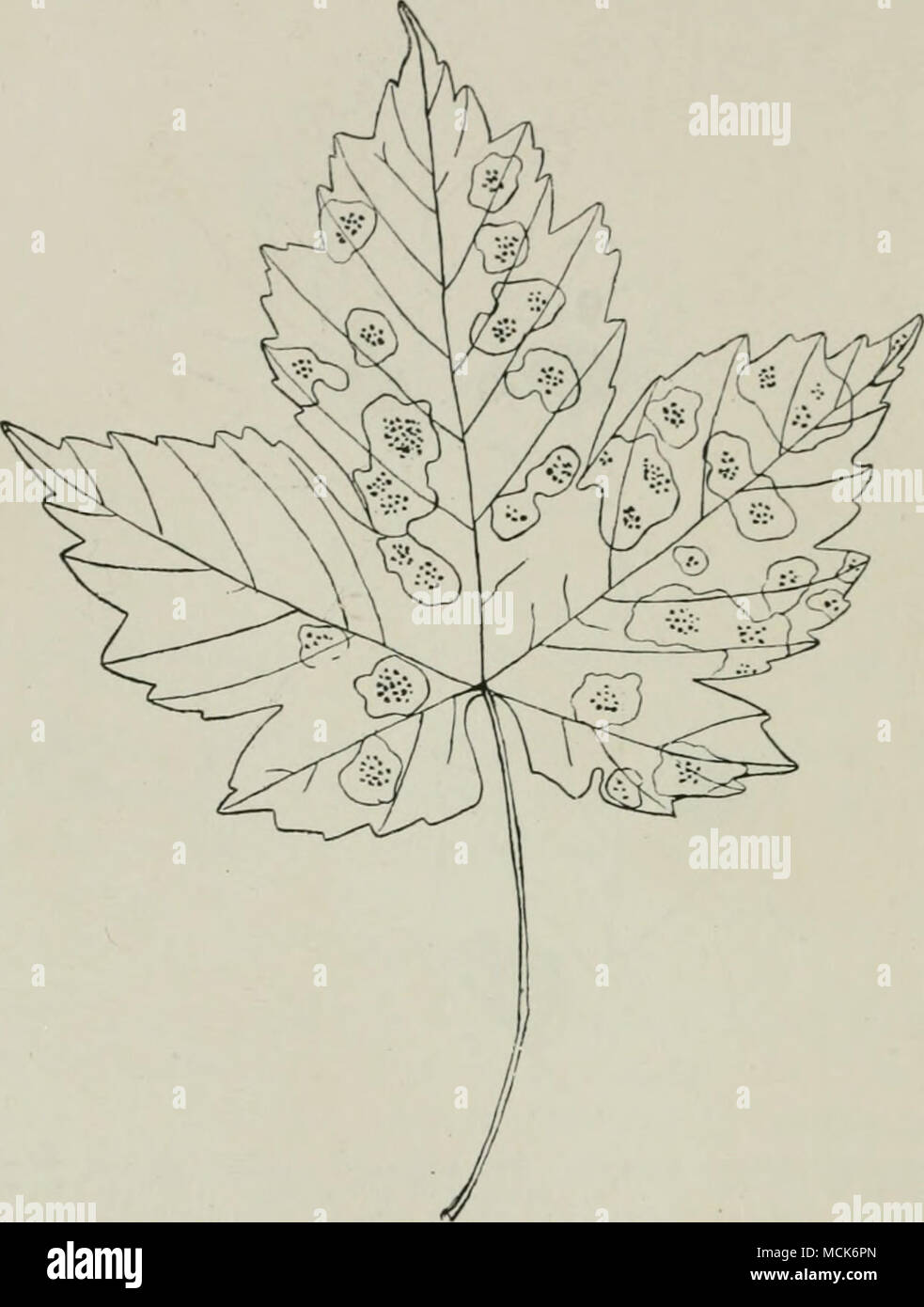 . Fio. 129 —Rhytisma punctatum. Leaf of Acer Pseudoplatami.s with apothecia; the leaf is yellow, but the spots enclosing the apothecia are still green, (v. Tubeuf del.) black in colour, angular, and scattered over the whole leaf- surface. After the leaf has turned yellow, portions of it sur- rounding spots of this Rhytisma retain their green colour, so that we have black spots on green islands in the yellow leaf. The sclerotia dehisce by valves. The apothecia contain thread- like paraphyses and asci. The asci are club-shaped and contain Stock Photo
