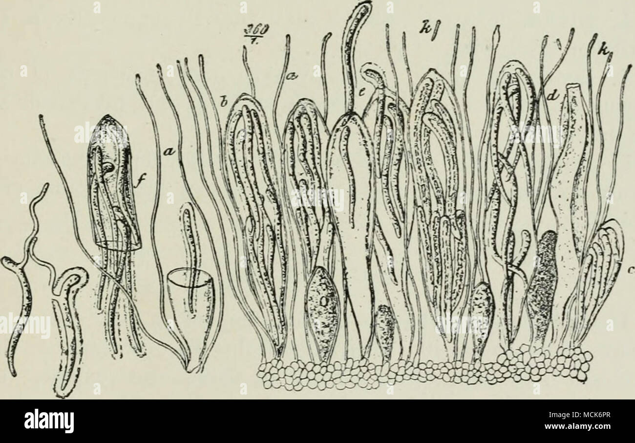 . Fig. ]2i3.âLophodermium nervisequium on Silver Fir. Portion of a ripe apothe- cium. a a, Filamentous paraphyses ; rod-like cells (conidia?), k, ahjointed from the apex of the paraphyses; the asci contain eight spores about half as long as the ascus itself, four occupying the upper half, four the lower ; c, a rudimentary ascns ; some mature spores possess a gelatinous coat, others do not ; sfiores escape by an apical opening, e, or by rupture of the ascus./; two gei-minating spores are also shown, one with a gelatinous coat, the other without. (After R. Hartig.) time hanging on the twigs. The Stock Photo