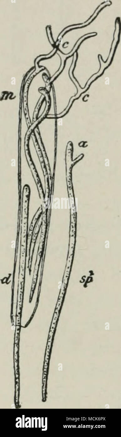 . Fig. 123. âLophodermium macrosporum on Spruce. â Germinated ascospores; some have germinated inside the ascus. (After R. Hartig.) Stock Photo