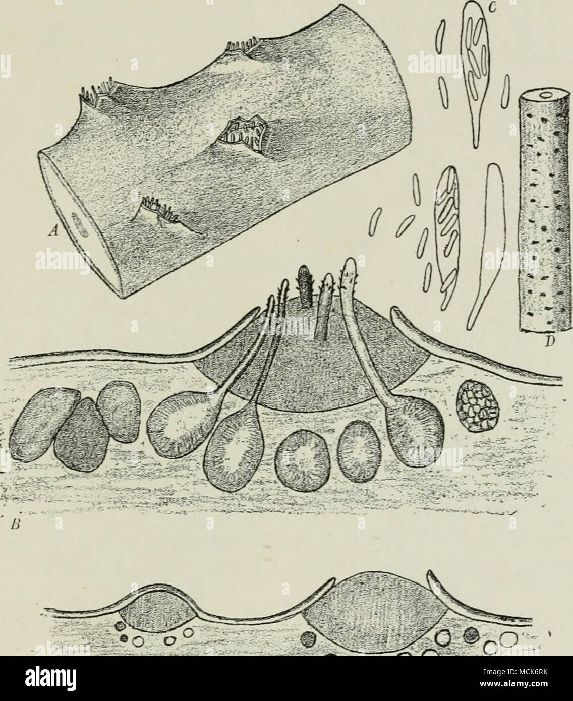 . oo OG K- Fig. 109.—Fa/«a oxystoma on Alnus viridls. A, Portion of branch with stroma of Vaha breaking through the periderm at four places. B, Enlarged section through a stroma from A. C, Asci and ascospores, isolated from a perithecium. D, Portion of younger branch with periderm ruptured by stromata, in which, however, the perithecia are not yet developed. E, Enlarged section through a stroma of D. (After v. Tubeuf.) with the exterior by means of long projecting necks. The asci contain eight unicellular spores of a slightly bent, rod- like shape. Maturity is reached on the dry dead twigs. Ex Stock Photo
