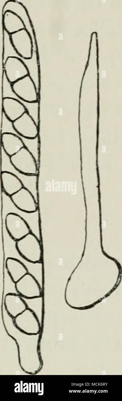 . Fig. 96.—Gibbera vaccinii. Isolated asctis with eight spores ; isolated hair from the outside of a perithecium. (v. Tubeuf del.) Fig. 95.—Gibbera vaccinii on Cowberry. The perithecia form black patches on the living leafy branch, as well as the dead Jarown one. (v. Tubeuf del.) Fig. 97.—Gibbera vaccinii. Cross-section of Cowberry showing a patch of perithecia in section; the hairy perithecia contain paraphyses and asci with spores ; a mycelium permeates the cortical tissue of the host. Short hooked hairs cover the epidermis of the stem. (v. Tubeuf del.) spherical perithecia, which are coated Stock Photo