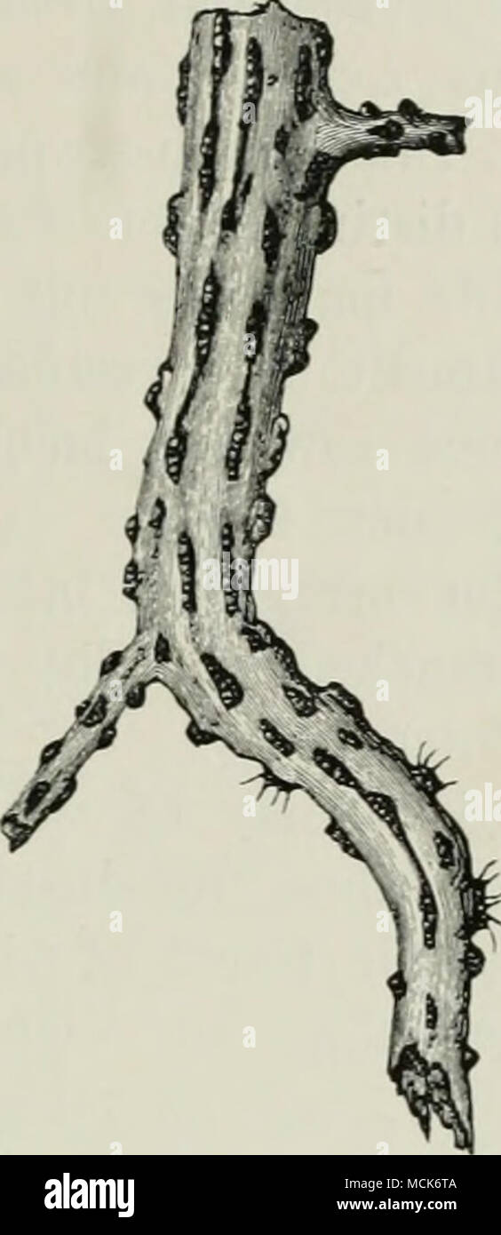 . Fifi. 93.—Vine-root with rows of black sclerotia exposed, and bearing bristle-like conidiophores here and there. (After R. Hartig.) Fig. 92.—Vine-stock with Dematophora necatrix (after a prolonged stay in a moist chamber), a. Fila- mentous myeelium passing over into rhizoctonia- .strands (6), which anastomose at c c. d and i, Rhizomorphs growing outwards from the interior.' (After R. Hartig.) Stock Photo