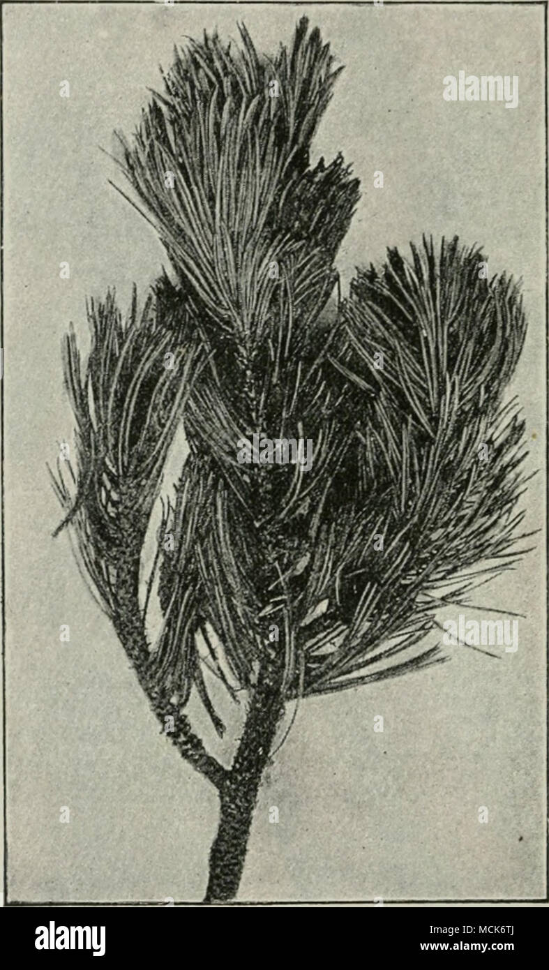 . Fig. 89.—Herpotrichia nigra on a branch of Pinus raontana. The ends of the twigs, with most of the younger needles, are still green ; the others are dead and felted together by hyphae into a black mass. (v. Tubeuf phot.) The asci contain eight spores, at first generally two-celled, later becoming four-celled. ^Massee G., Annalii of Botany, 1893, p. 515. Barber, &quot; Experimental Cultivation in St. Kitto,&quot; Leeward Islands Gazette, 1894. Stock Photo