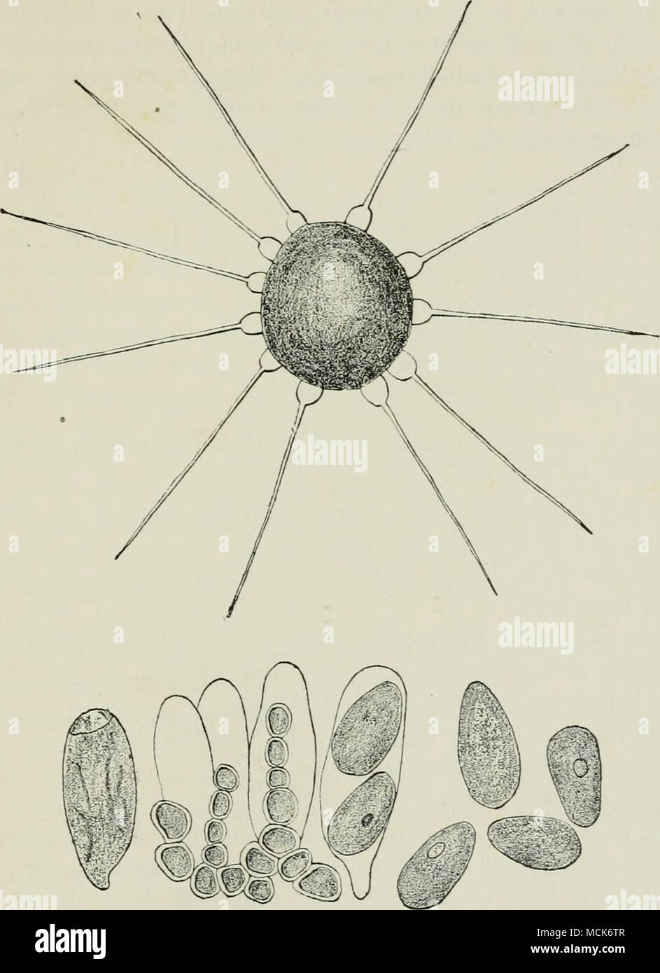 . Fig. 7i5.—Phyllacthiia suffulta from Beech. Perithecium, with characteristic appendages. Contents of the perithecium : asci, spores, and chains of cells resembling paraphyses. (v. Tubeuf del.) but occasionally find their way into fruit with broken epidermis. They are thus found carrying on secondary decay and rot, where other diseases have begun the attack. Stock Photo