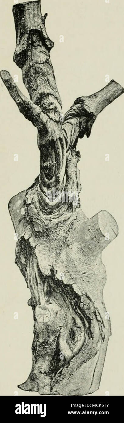 . Fig. 80.—Nectria ditissinia. Canker on a stem of Beech, (v. Tubeuf phot.) Stock Photo
