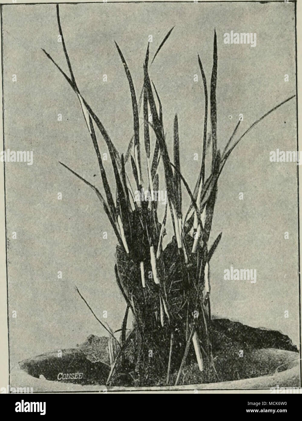 . Fig. 83.—Epichloe lyphina, forming numerous white cushions, which completely encircle the grass-stems, (v. Tubeuf phot.) The asci are cylindrical, and contain eight thread-like unicellular Stock Photo