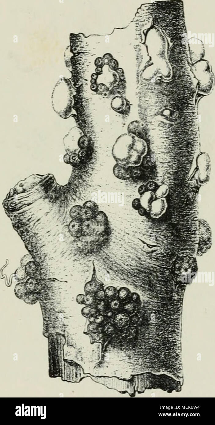 . Fio. 77.âNectria ciaiu'.bariiw., with peri- tliucia on the dead bark of a still-living stem of Elm. Infection has evidently begun at the wound of a cut branch near the middle, and extended outwards, (v. Tubeuf phot.) Fig. 78.âXectrUi ciivaalMnno.. Portion of branch (magnified). Light-coloured cushions of conidiophores with conidia are breaking out towards the upper end, and colonies of hard red perithecia towards the lower end. (After Tulasne.) he found almost at any time on the dead Ijranches of many deciduous trees, e.g.,, Acsculus, Acer, Tilia, Morns, Ulmus, etc.; also on Loniccra, Samhuc Stock Photo