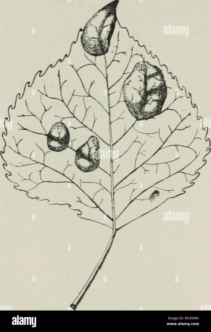 . Fici. 0-.—Exoascus av.rtvs. Leaf of Popv.lv.s nUjra, showing the pistule-like swellings. Tubeuf del.) (V. Stock Photo