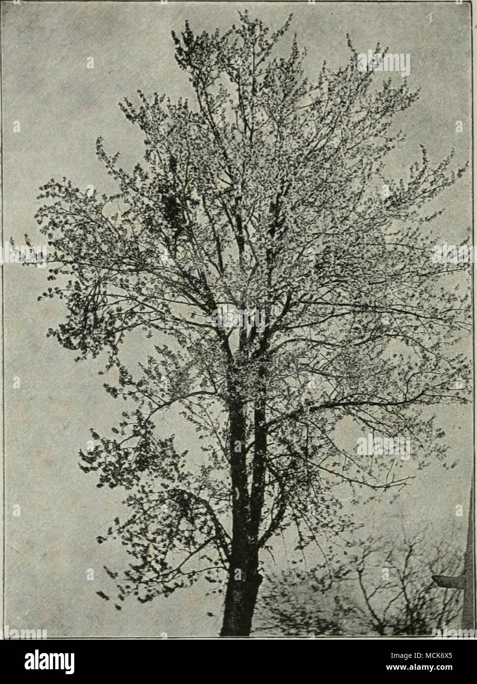 . Fig. 57.—Exoascus cerasi on Prunus droius. Cherry-tree iii blossom, with the exception of four witches' brooms. The tree is as yet leafless except the brooms, which are in full foliage and show up dark. (v. Tubeuf phot.; Exoascus carpini Eostr. is common on Carpinus Beiulus (horn- beam) (Fig. 55). The brooms produced are bushy and densely leafed; the twigs are thickened and much branched; the leaves Stock Photo