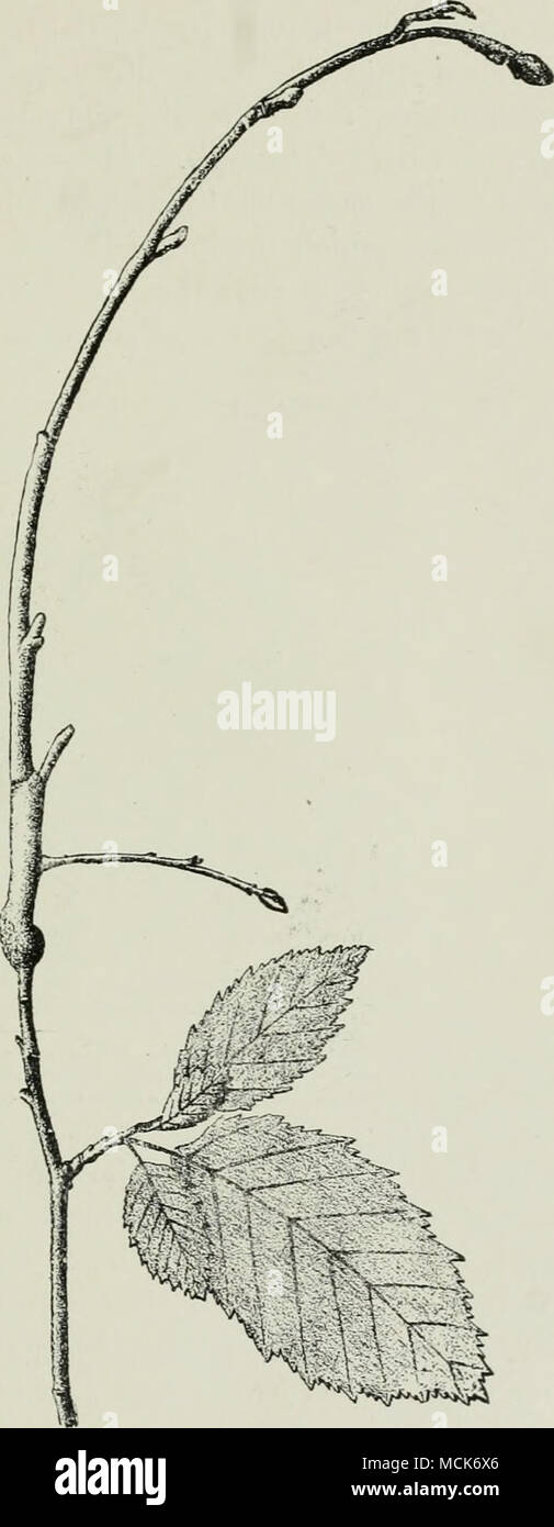 . Fig. 54.—Exoascus epiphyllus. Witches' broom in first year, showing swelling at the point of infec- tion. The leaves are already shed in autumn, while the normal still remain 1 natural .size. After V. Tubeuf.) Stock Photo