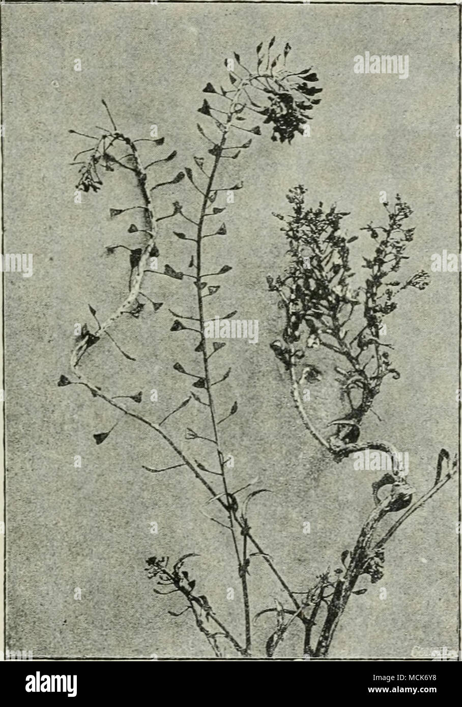 . Fig. 33.—Costopi'.s candidus on plants of Capsella hario. pastorig. The fungus has caused distortion and thickening; the white porcellanous conidial cushions shew up distinctly on the dark background, (v. Tubeuf phot.) swarming spores with two unequal lateral cilia. The egg-cells, produced singly in each oogonium, are fertilized by an antheridium. The thick-walled oospores remain enclosed in the intercellular spaces of the host-tissue, and on germinating in spring discharge swarming spores. Cystopus candidus (Pers.) Lev. White Paist. This fungus Stock Photo