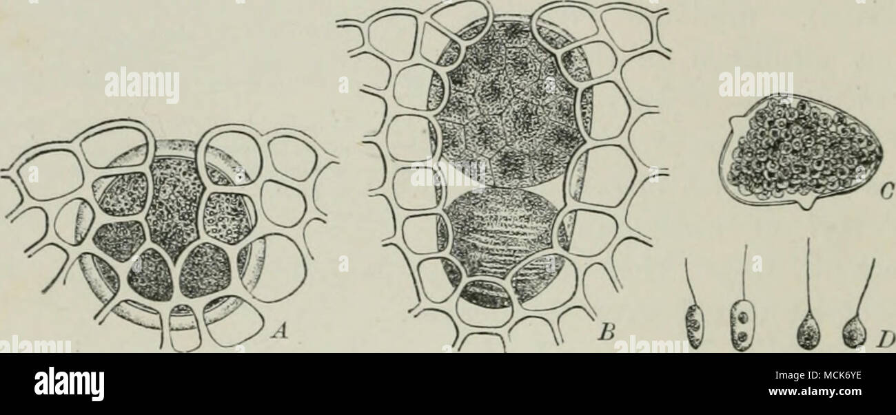 . 'r-' Fio. 2(3.—Si/nchytrium succisae. A, A mature sporocarp inside its host-cell. B, In the upper part of the cell a sorus of swarm-sporangia after escaping from its covering, which lies below it. C, Isolated swarm-sporangium. D, Swarm- spores. (After Schroeter.) on the radical leaves and base of stem of Scahiosa succisa. Infection is lu'ought about in damp situations by means of swarm-spores. These have a single cilium, and bore their way into the host-cell. After entrance, they produce a plasma-mass, which becomes enclosed in a delicate membrane. The cell so formed sprouts at its uppermos Stock Photo