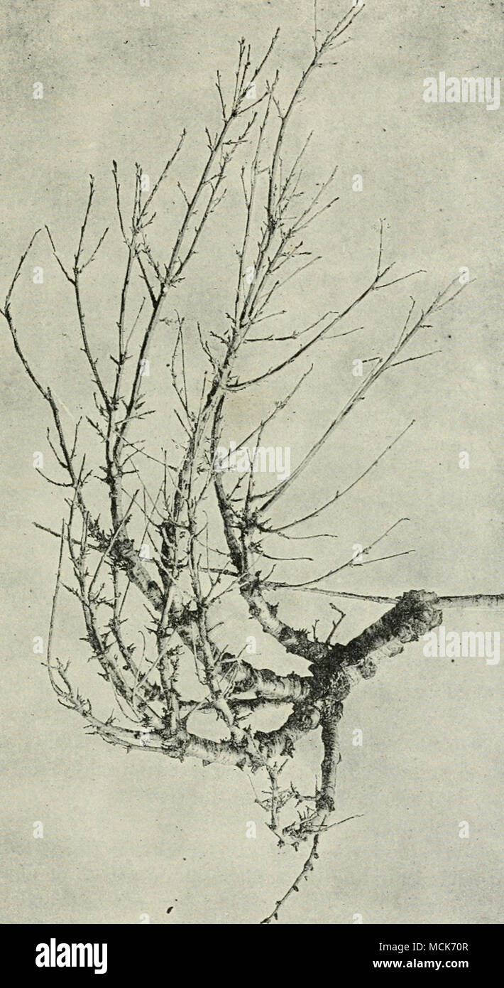 . '^•^^*?icrfj?ix' Fig. Z.—Exoascus cerasi. Witches' broom of cherry. The supporting branch is dead from its apex backwards to the seat of aninfected lateral bud, which has developed into a witches' broom. On the tree the supporting branch pointed slightly more downwards than is shewn. J natural size. (v. Tubeuf phot.) Stock Photo
