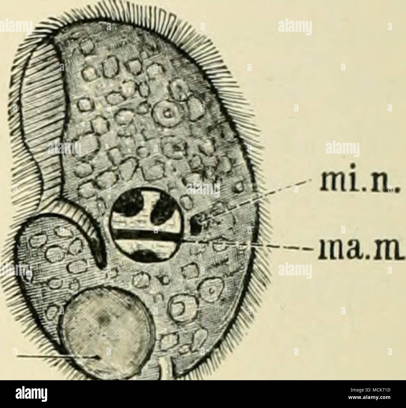. Fig. 30.—Balantidium Minutum. Fig. 31.—Nyctotherus Faba. n, nucleus; cv, contractile vacuole. (After mi.n, micro nucleus; ma.m, macronucleus. Schaudinn.) (After Schaudinn.) which follow. Vorticelli, which, according to Lindner, are said to infest man, cannot yet be recognized as parasitic structures. This embraces the principal protozoa which occur in man. We now come to the more highly-organized class, the plathelminthes or flat-worms. To this group, which embraces the two classes of trematodes, or sucking-worms, and cestodes, or tape-worms, belong the &quot; vermes intestinalis &quot; of t Stock Photo
