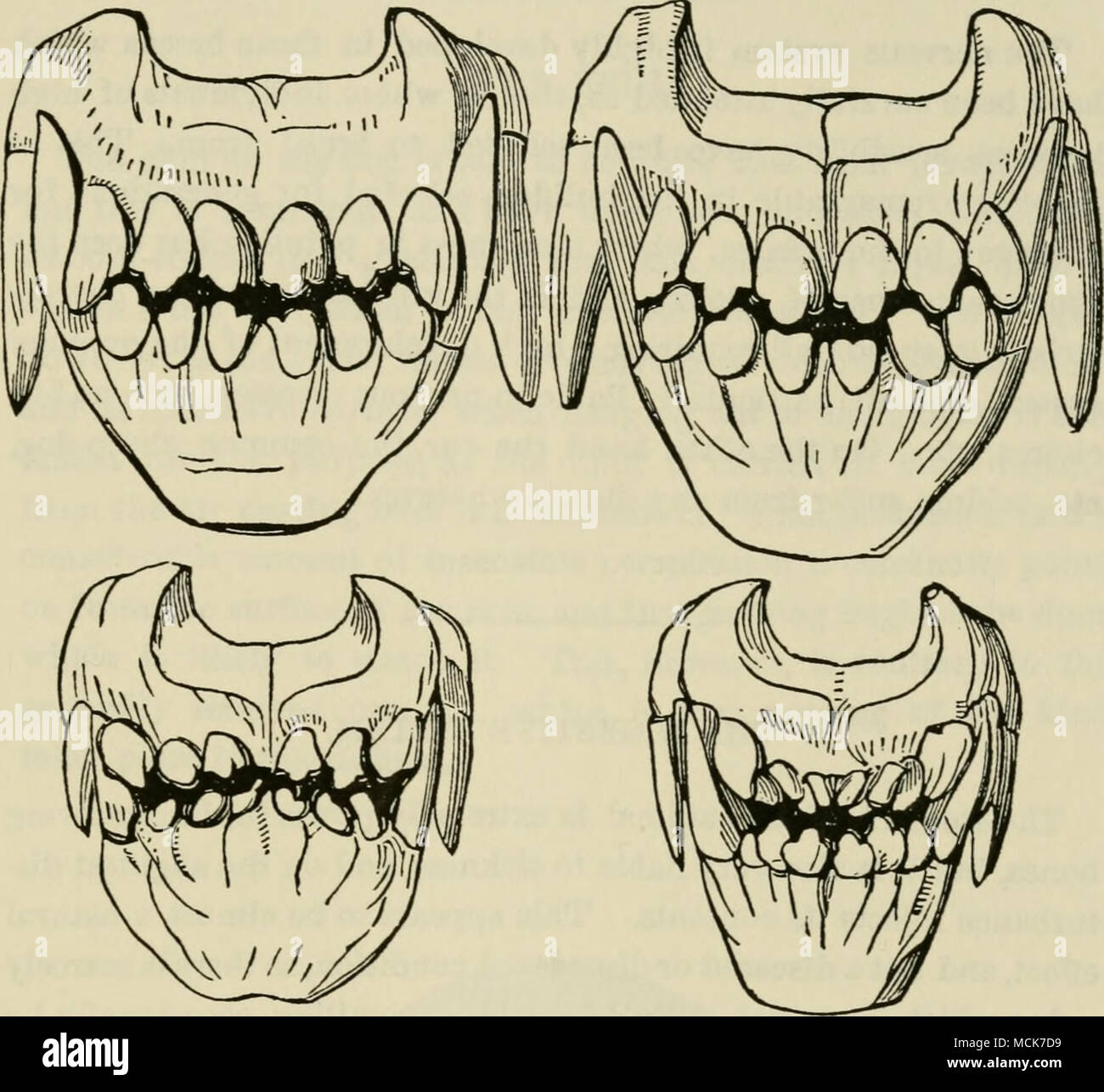 Dew claw dog anatomy - zikjersey