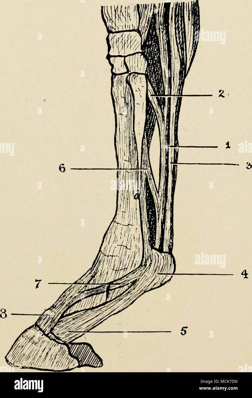 . Fig. 10.—The Flexor Tendons and Extensor Pedis. (After Haubner.) I, Tendon of flexor perforans; 2, its supporting check-band from the posterior ligament of the carpus; 3, tendon of the flexor per- forates ; 4, ring and sheath of the flexor perforatus; 5, widen- ing  out the the flexor perf oratus to form the plantar aponeu- rosis; 6, suspensory ligament; 7, reinforcing band from the suspensory ligament to the extensor pedis; 8, the extensor pedis. The Flexor Pedis Perforatus, or the Superficial Flexor of the Phalanges.—In common with the perfo- rans, this muscle arises from the inner condylo Stock Photo