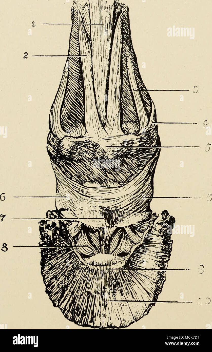 . Fig. 9.—Ligaments of the First and Second Interphalangeal Articulations (viewed from Behind). (After Dollar and Wheatley). i, Suspensory ligament; 2, innermost slip from complementary cartilage.of pastern joint; 3, middle slip from complementary cartilage of pastern joint; 4, outermost slip from complementary cartilage of pastern joint; 5, glenoid or complementary cartilage of pastern joint; 6, postero-lateral ligaments of the pedal joint; 9, semilunar crest of os pedis; 10, plantar surface of os pedis. their point of attachment to the first phalanx they curve round the lower part of the sid Stock Photo