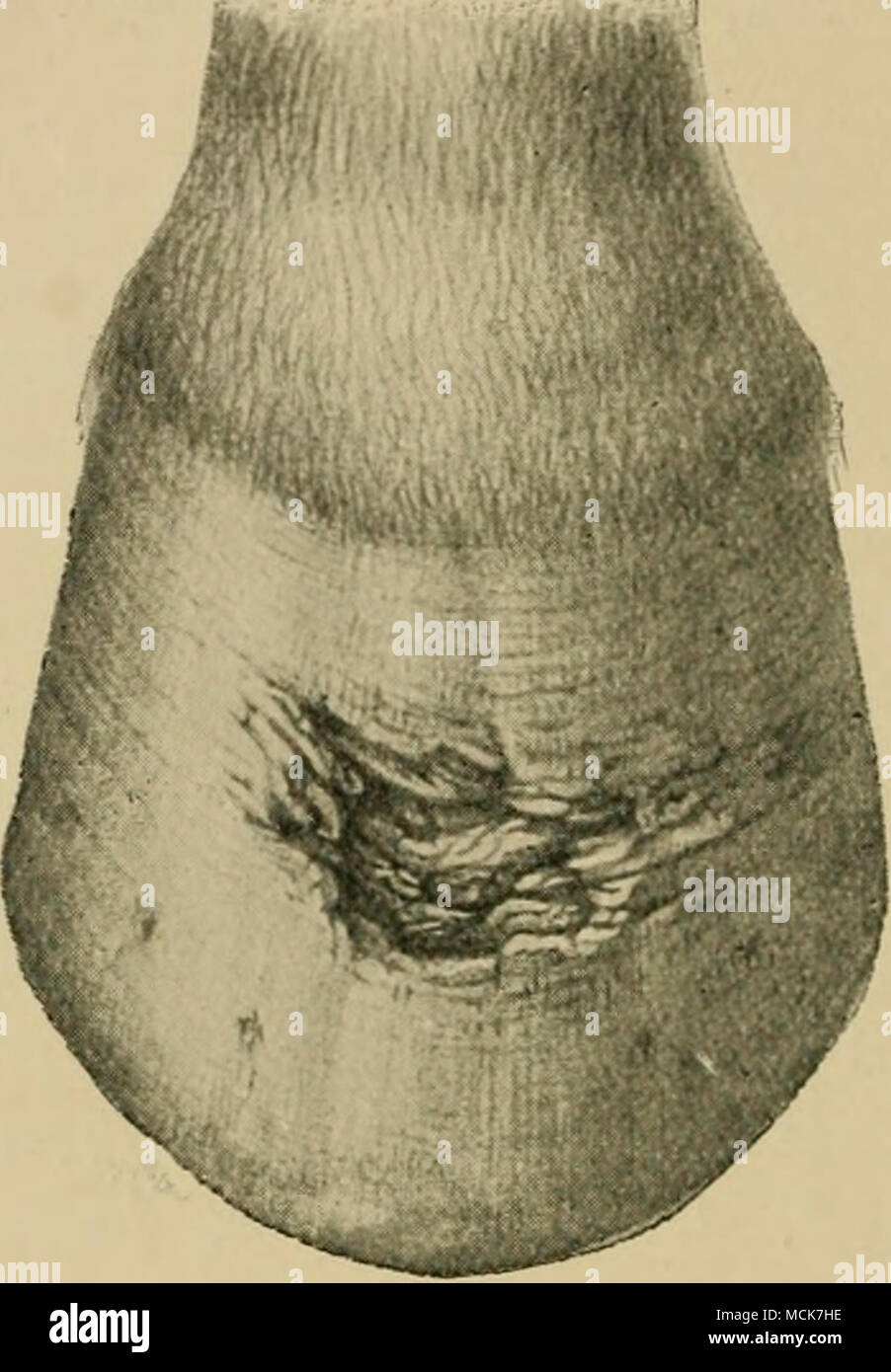 Hoof wall crack hires stock photography and images Alamy