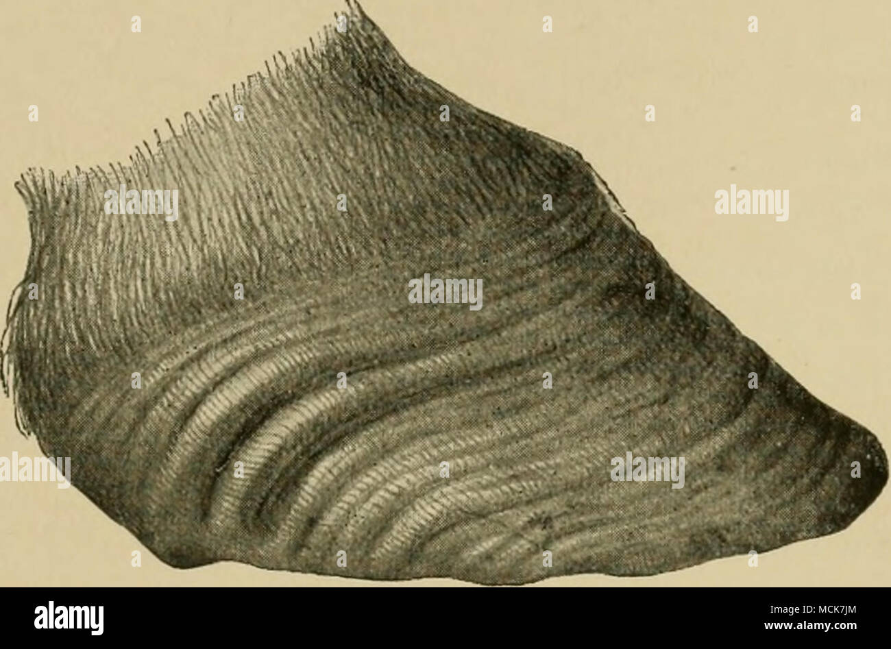 . Fig. 81,—Hoof with the Ribs or Rings caused by Chronic Laminitis. distance between them