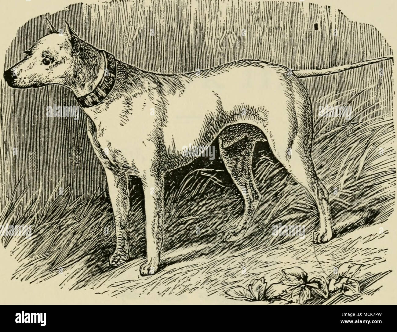 . Fig. 38.—BUI&gt;L TEBKIER, TARQUIN. nearly so, the crossing should be continued on the terrier side. The perfect bull-terrier may, therefore, be defined as the terrier with as much bull as can be combined with the absence of the above points, and showing the full head (not of course equal to that of the bull), the strong jaw, the well-developed chest, power- ful shoulders, and thin fine tail of the bull-dog, accompanied by the light neck, active frame, strong loin, and fuller proportions of the hind-quarter of the terrier. A dog of this kind should be ca- 8 Stock Photo