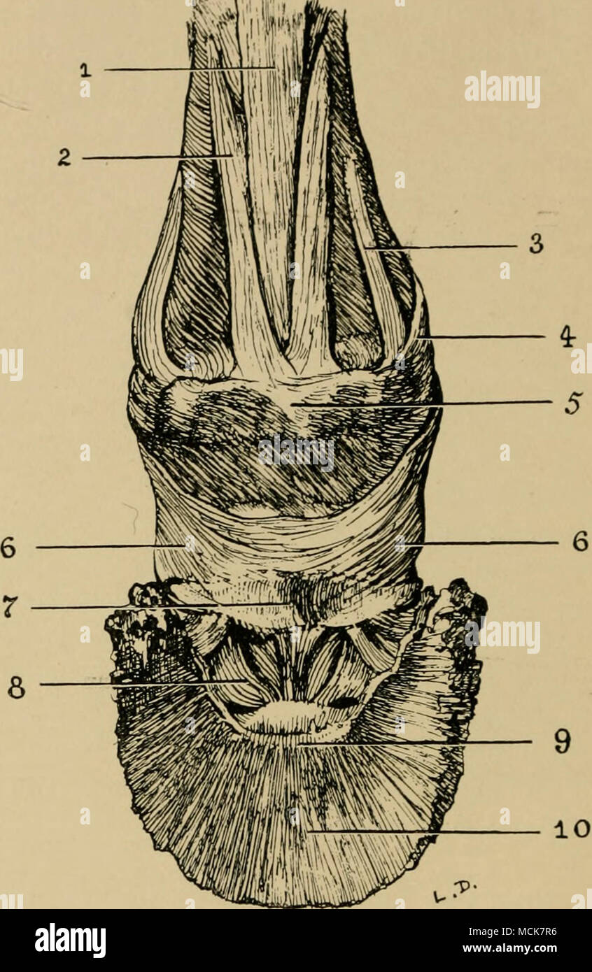 . Fig. 9.—Ligaments of the First and Second Interphalangeal Articulations (viewed from Behind). (After Dollar and Wheatley.) 1, Suspensory ligament; 2, innermost slip from complementary cartilage of pastern joint; 3, middle slip from complementary cartilage of pastern joint; 4, outermost sliji from complementary cartilage of pastern joint; 5, glenoid or complementary cartilage of pastern joint; 6, postero-lateral ligaments of the pedal joint; 7, the navicular bone ; 8, interosseous ligaments of the pedal joint; 9, semilunar crest of os pedis ; 10, plantar surface of os pedis. their point of at Stock Photo