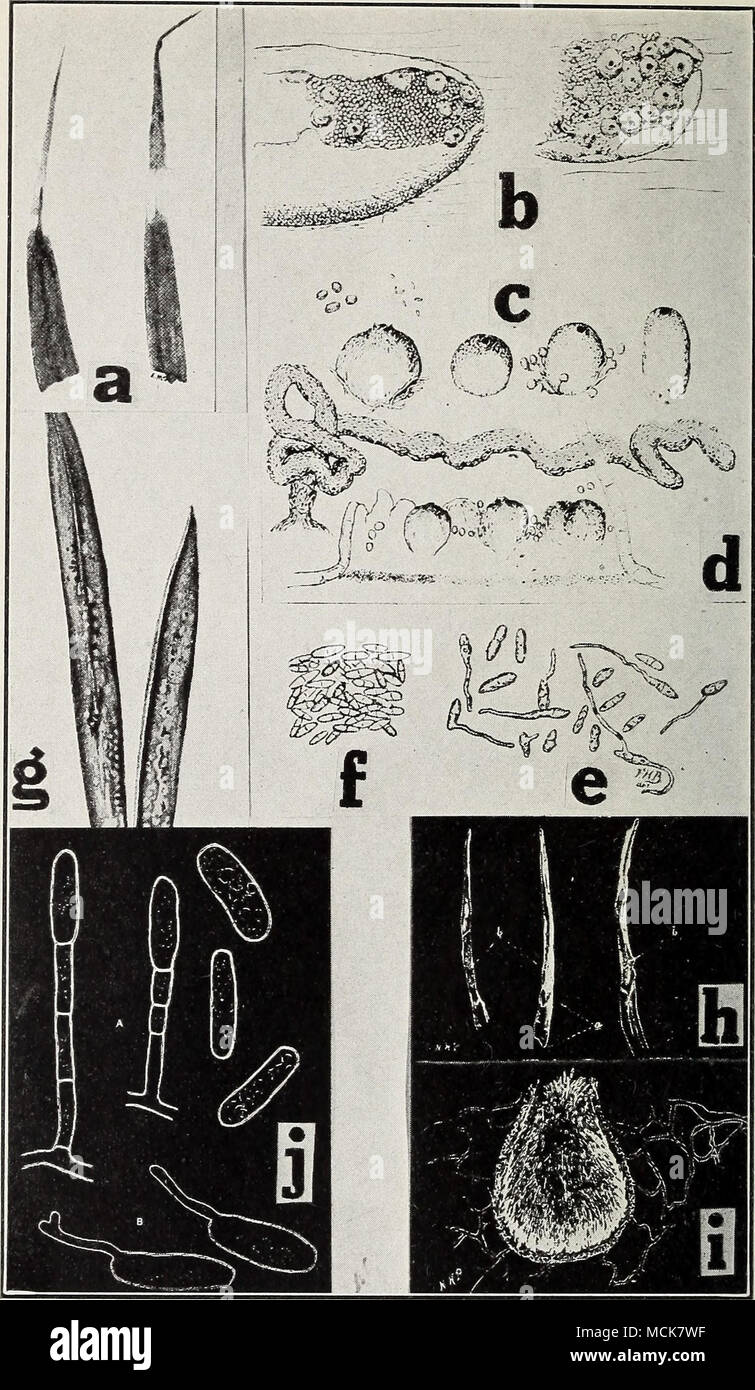. Fig. 46. Carnation Diseases. a. White tip (after Clinton), b-f. carnation rust parasite (after Blodgett, F. H.), g. stigmanose (after Woods), h. Septoria leaf spot (after Potter, M. C), i. pycnidia of Septoria dianthi, j. pow- dery mildew fungus (after Mercer, W. B.). Stock Photo