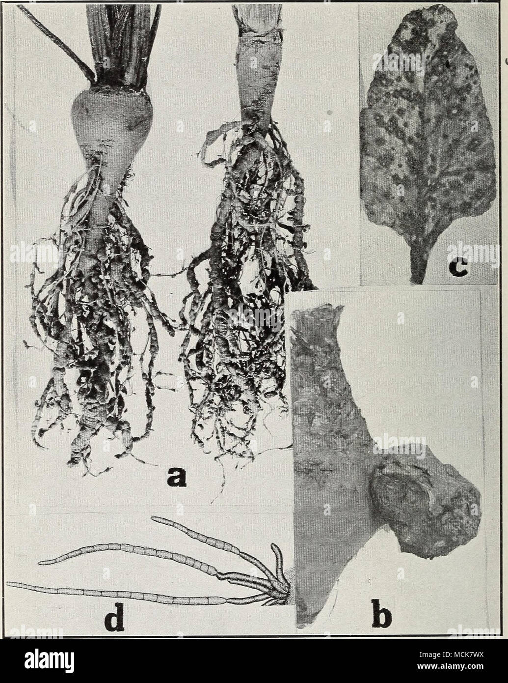 . Fig. i6. Beet Diseases. a. Nematode or root knot, h. Crown gall, c. Cercospora leaf spot (after Halsted), d. spores of Cercospora beticola (after Schwarze). Stock Photo