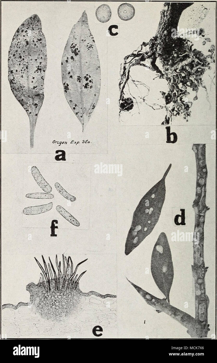 . Fig. 40. Antirrhinum Diseases. a. Rust on leaves, h. root knot, c. Uredo spores of Puccinia antir- rhini (after Schwarze), d. anthracnose lesions on stems and leaves, e. sec- tion through an acervulus of CoUetotrichiim antirrhini f. spores of C. antirrhini, (d-f after Stewart, F. C). Stock Photo